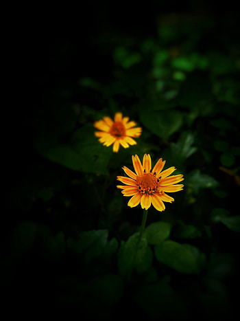 Yellow flowers, portrait HD phone wallpaper