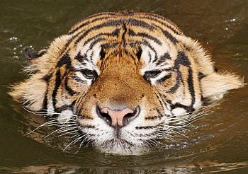 Animals, Muzzle, Striped, Tiger, To Swim, Swim HD wallpaper