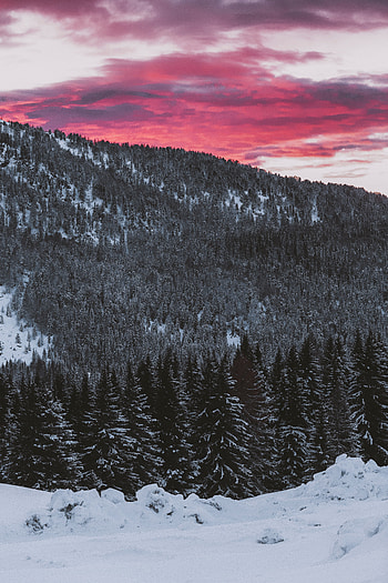 Landscape, Nature, Coniferous, Forest, Snow Covered, Snowbound, Slope HD phone wallpaper