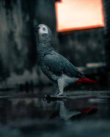 Animals, Parrots, Bird, Grey, Neon HD phone wallpaper