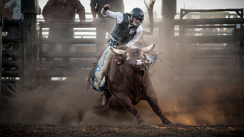 Bull riding, Cowboy, Extreme bull, Rodeo HD wallpaper