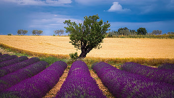 Lavender Field, tree, blossoms, summer, clouds, landscape, sky HD wallpaper