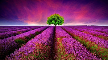 Lone Tree in the Lavender Field, field, lavender, clouds, sky, nature, tree HD wallpaper