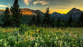 Wildflowers at Dawn, trees, clouds, colors, sky, meadow, mountains HD wallpaper