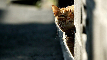 Animals, Cat, Muzzle, Shadow, Peek Out, Look Out HD wallpaper