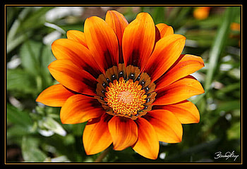 Beautiful Flower, beautiful, orange, , flower HD wallpaper