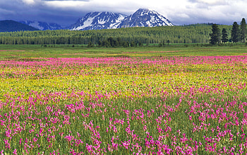 Flowers HD wallpaper