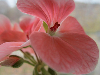 PETALS OF PINK, gorgeous, beautiful, large, spring, close up, pink, petals, flower, lovely, macro HD wallpaper