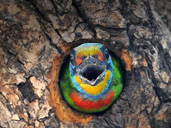 Bird in Hole, bird, hole, , cool, tree HD wallpaper