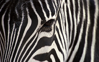 zebra , High-definition backgrounds, Stunning laptop , Animal-themed laptop screens HD wallpaper