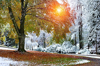 Winter comes, sun, winter, rays, frost, frozen, glow, morning, path, beautiful, snow, autumn, branches, trees, forest HD wallpaper