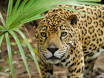 Animals, Grass, Leopard, Predator, Big Cat, Sight, Opinion, Anger HD wallpaper