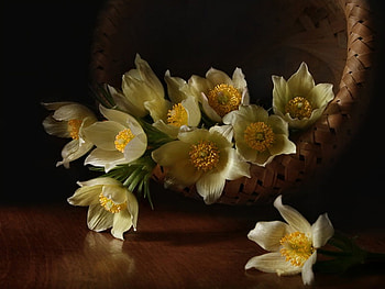 Still Life, basket, yellow, pale, beautiful, flowers HD wallpaper