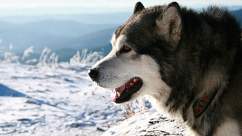 Animals, Dogs HD wallpaper