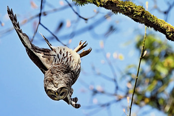 Animals, Owl, Bird, Branch, Predator, Flight, Moss HD wallpaper