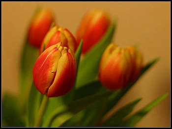 Tulips, valentines, tulip, flower, love, nature HD wallpaper