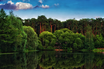Forested wonder, Nature's canvas, Mystic allure, que serenity HD wallpaper