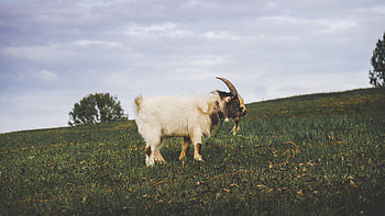 Animals, Grass, Field, Goat HD wallpaper