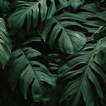leaves, plant, green, dark, vegetation ipad air, ipad air 2, ipad 3, ipa. iPad mini , iPad air , ipad, Dark Leaves Aesthetic HD phone wallpaper