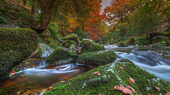 Dartmoor National Park, England, autumn, creek, rocks, forest, trees HD wallpaper