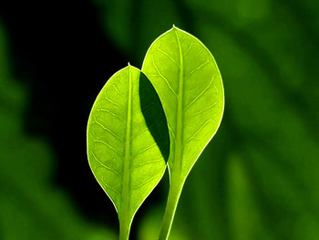Two leaves, leaves, nature, windows vista, green HD wallpaper