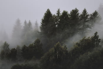 Serene view of a mist-covered forest with tall coniferous trees and thick fog. HD wallpaper