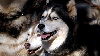 Animals, Dogs HD wallpaper