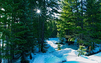 Landscape, Winter, Trees HD wallpaper