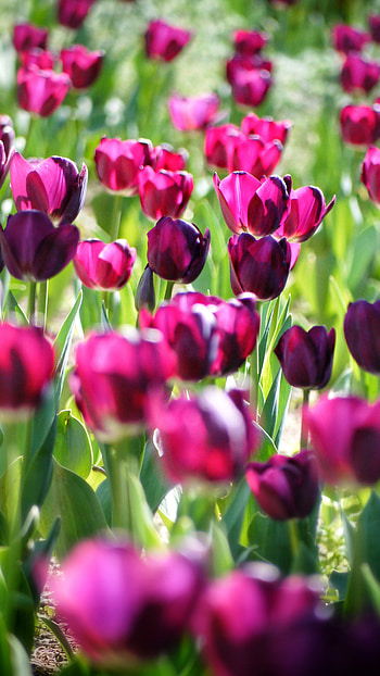 Tulip, Pink, Flower HD phone wallpaper