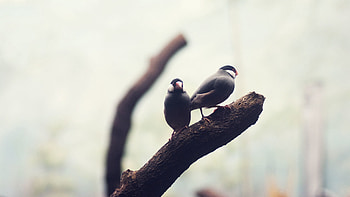 Animals, Birds, Blur, Smooth, Branch HD wallpaper