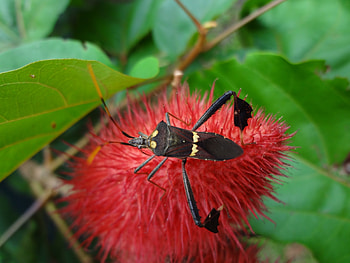 Bicho, planta, rojo, bug HD wallpaper