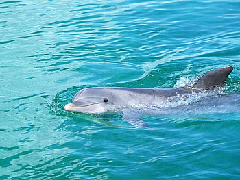 Animals, Dolfins HD wallpaper