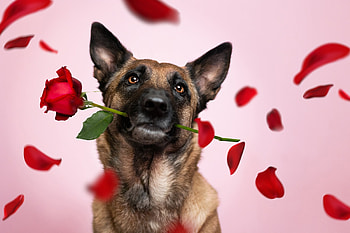 For you!, pink, red, flower, petals, caine, dog, rose, valentine, day, card HD wallpaper