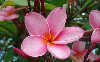 Pink plumeria, Flower , Colorful backdrop, Tropical paradise HD wallpaper