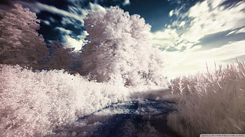 White dream, White, Path, Trees, Bushes, Sky HD wallpaper