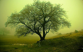 Tree, trees, nature HD wallpaper