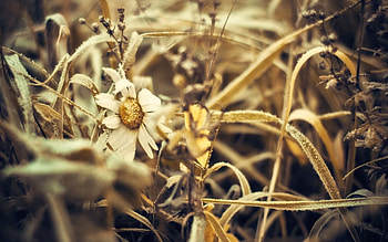 Grass, Flower, Macro, Dry HD wallpaper