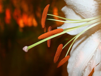 Night Flower, white, flower HD wallpaper