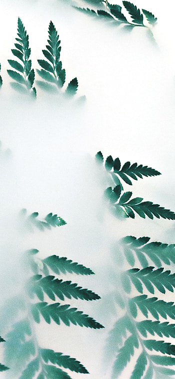 Nature leaf green fog, Serene HD phone wallpaper