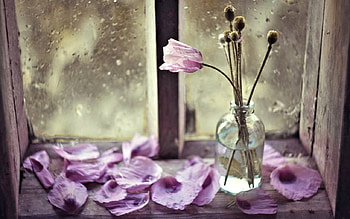 Still Life, Flowers, Vase, pretty HD wallpaper