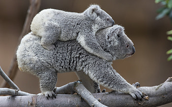 Koala baby, , Mobile backgrounds, Koala HD wallpaper