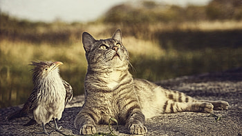 Up in the Sky, cute, cat, bird, animals HD wallpaper