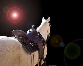 Western Saddle, horses, animals, saddle, white horse HD wallpaper