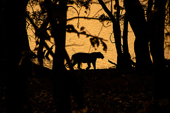 Dark, Silhouette, Predator, Wildlife, Tiger HD wallpaper