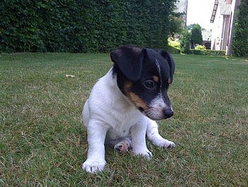 Little puppy, dogs, jack russel, beautiful, animals HD wallpaper