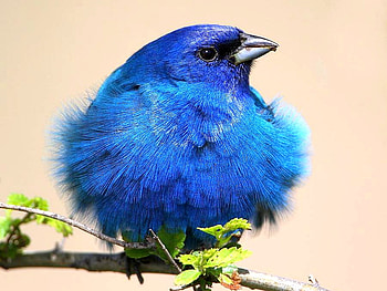 Blue Bird, blue, beautiful, bird HD wallpaper