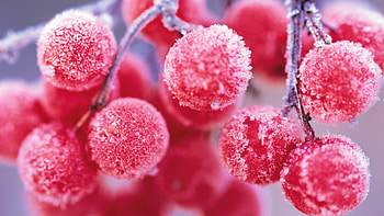 Rowan, Fruits HD wallpaper
