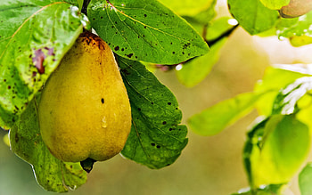 Delicious pear, Vibrant color, Healthy snack, Sweet aroma HD wallpaper
