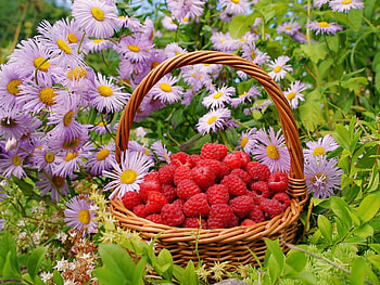 Flowers, Food, Raspberry, Berries, Basket HD wallpaper