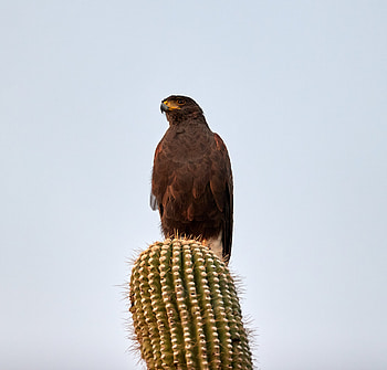 Animals, Bird, Predator, Cactus, Lesser Spotted Eagle, Small Perk HD wallpaper